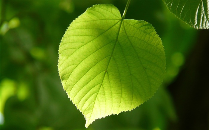 Hoja verde sol Naturaleza Fondo de pantalla HD Vistas:9890