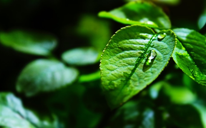 Planta verde papilas Naturaleza Fondo de pantalla HD Vistas:13250