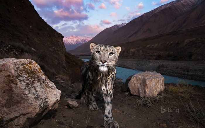 Kyrgyzstan Snow leopard in the Tian Shan 2017 Bing Wallpaper Views:10283 Date:2017/11/9 7:39:08