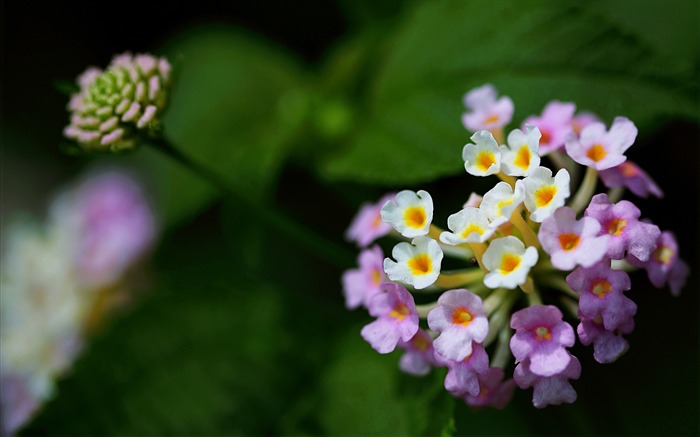 粉色白色小花背景虚化2017年鲜花高清壁纸 浏览:8277