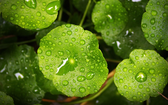 Plantas hojas gotas de lluvia Naturaleza HD fondo de pantalla Vistas:11215