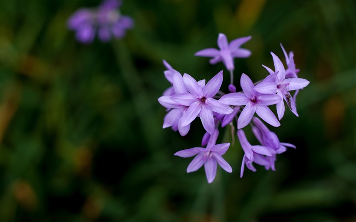 紫色野花特写2017年鲜花高清壁纸 浏览:7149