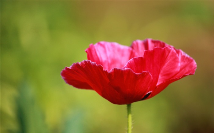 Rojo amapola closeup 2017 flores HD fondo de pantalla Vistas:8067