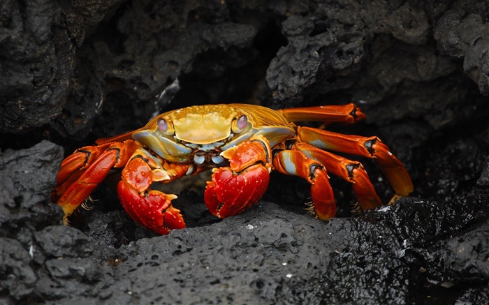 Red rock crab shellfish 2017 Animal HD Wallpaper Views:7956 Date:2017/11/29 10:18:57