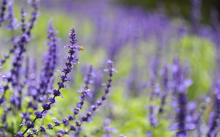 浪漫紫色薰衣草花园2017年鲜花高清壁纸 浏览:7723