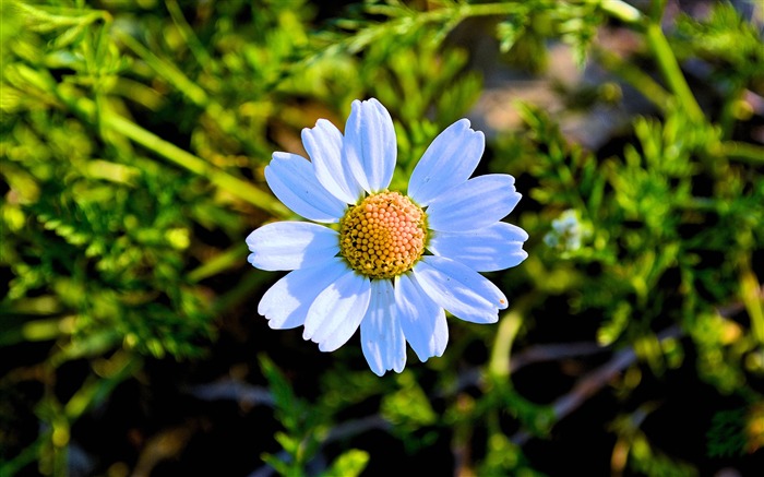 Tristes flores en el sol 2017 flores HD fondo de pantalla Vistas:12959