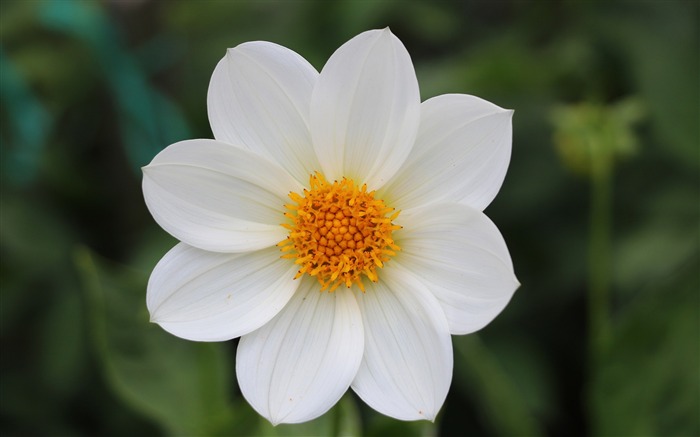 Verano al aire libre brillante flor blanca 2017 flores fondo de pantalla HD Vistas:11138