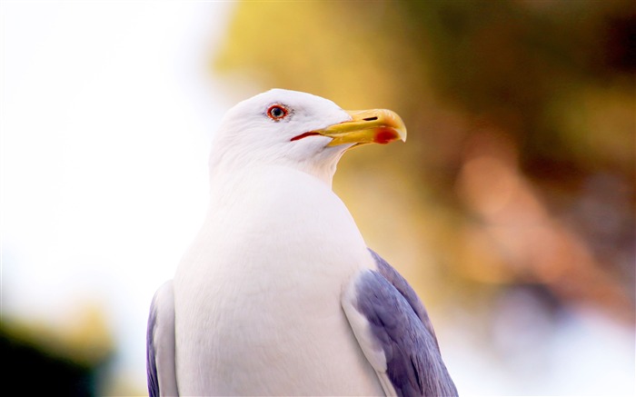 White Avian beak 2017 Animal HD Wallpaper Views:6178 Date:2017/11/29 10:05:46