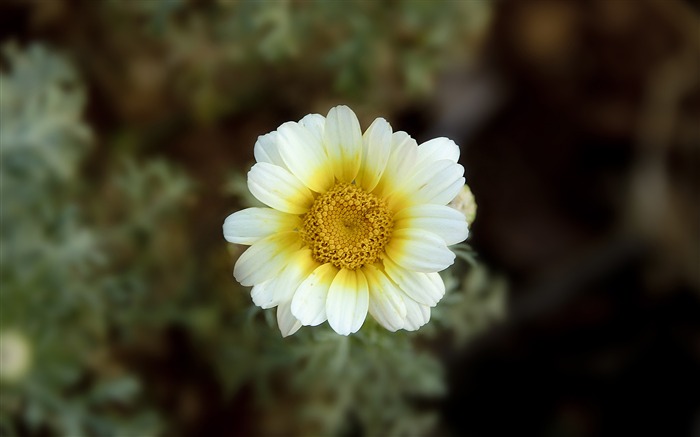 白色鲜花微距背景虚化2017年鲜花高清壁纸 浏览:6108