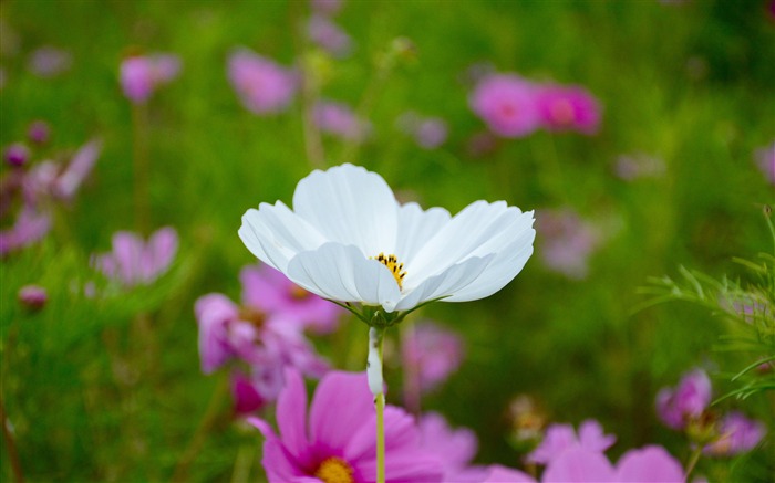 白色罂粟花场2017年鲜花高清壁纸 浏览:8144