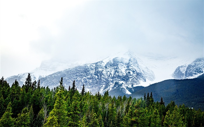 Forêt d'hiver neige brouillard de montagne Paysage HD Fond d'écran Vues:9375