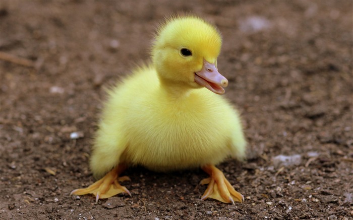 Yellow Duckling Black Soil 2017 Animal HD Wallpaper Views:9355 Date:2017/11/29 10:20:28