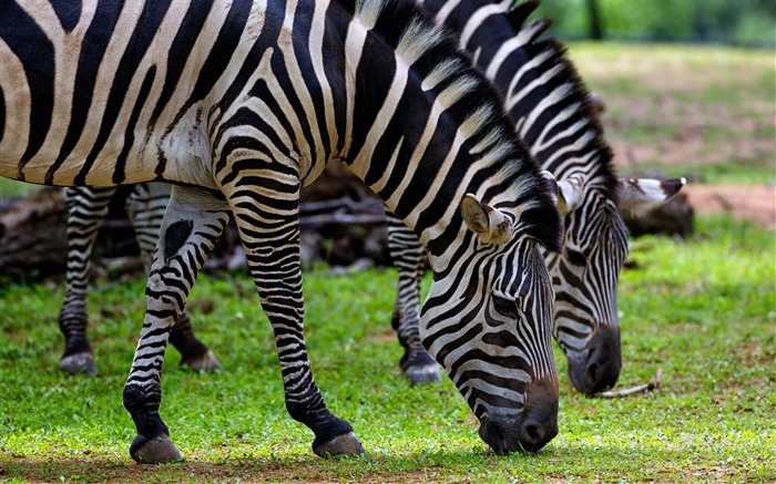 African Prairie Animal World Zebra Vistas:7726