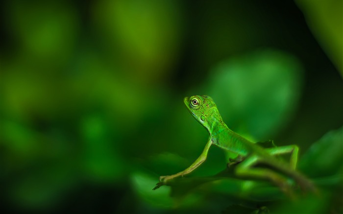 Hermoso lagarto verde closeup bokeh Vistas:6430