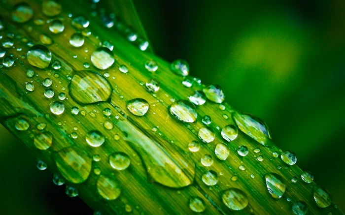 Gotas de lluvia de hierba verde primer plano 4K HD Photo Vistas:10259