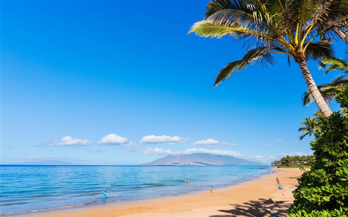 Hawaii beach coast palm 4K High Quality Views:23902 Date:2017/12/8 22:17:53