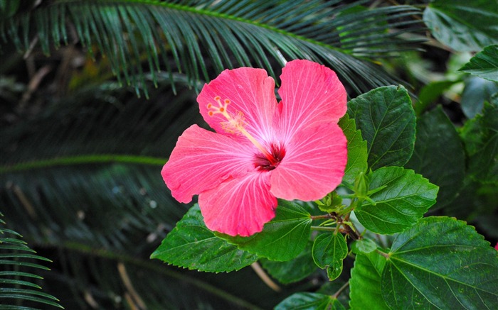 自然，丛林，粉红色，芙蓉花 浏览:10865