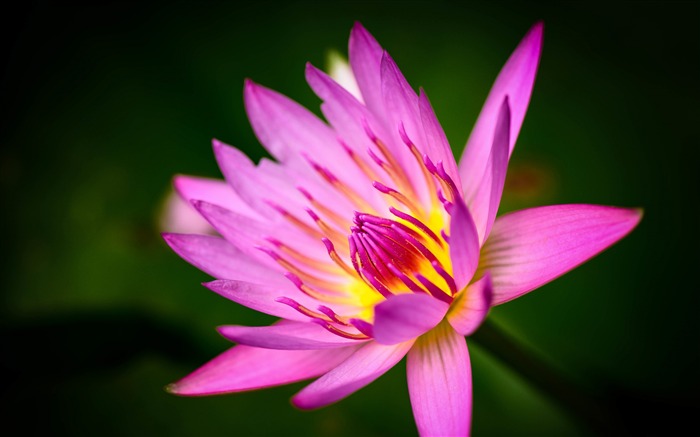 Pink water lily dark background Views:7178 Date:2017/12/28 9:35:36