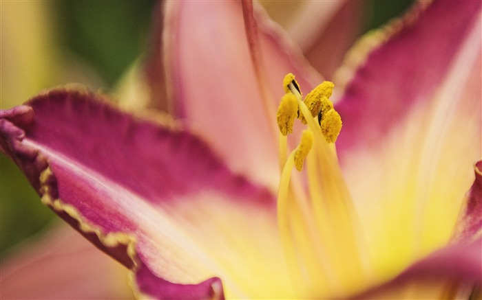 Lirio púrpura flor macro 2017 4K HD foto Vistas:6123