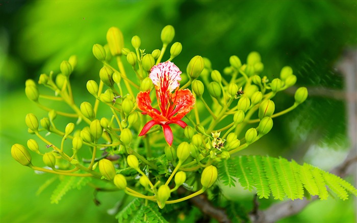 紅色開花花特寫鏡頭2017 4K高質量 查看次數:6104