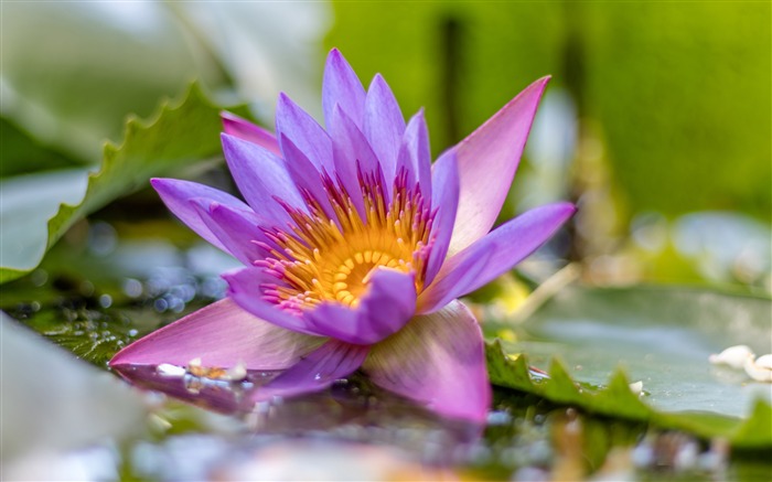 水塘，紫，莲花，花，特写镜头 浏览:8755