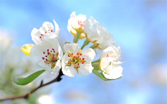 Primavera pera blanca pétalos de flores 2017 4K HD Photo Vistas:8617