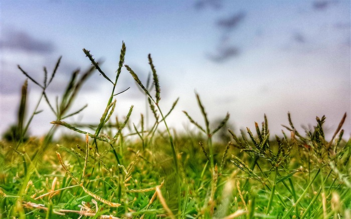 Summer morning meadow sky closeup Views:7350 Date:2017/12/28 9:30:47