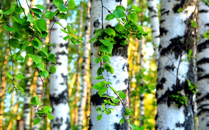 Summer poplar green leaves 2017 4K High Quality Views:6584 Date:2017/12/12 1:51:46