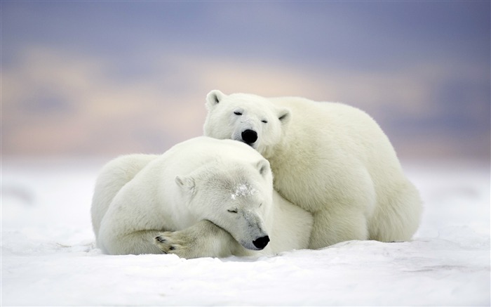 Winter snowland polar bears 2017 4K HD Views:11382 Date:2017/12/26 5:18:36