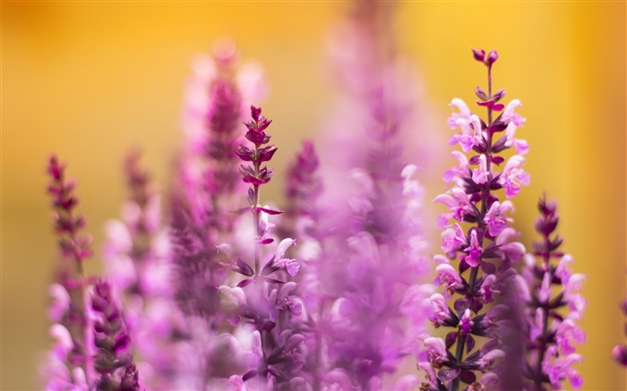 flores lavanda violeta closeup 2017 4K HD Photo Vistas:7403