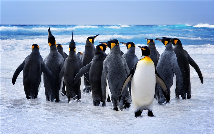 南極、海、かわいい、動物、ペンギン ブラウズ:9431