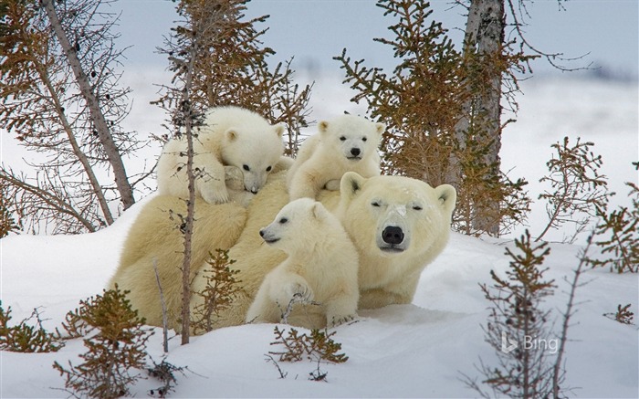 Canadá, nacional, parque, urso polar, Bing, 2018 Visualizações:10835