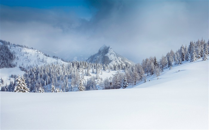 Forêt, hiver, alpes, montagne de neige, brouillard Vues:10716