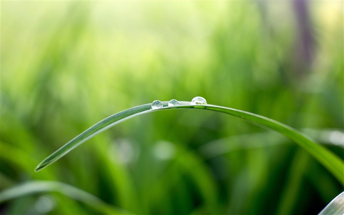 Fresh morning green grass dewdrop Views:8896 Date:2018/1/17 4:00:43