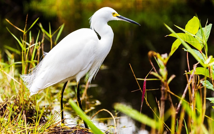 Nature Animal 4K foto de alta calidad Vistas:30773