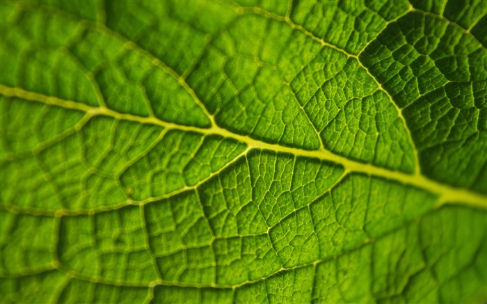 Green leaves stems 4k closeup Views:11744 Date:2018/1/17 3:55:04