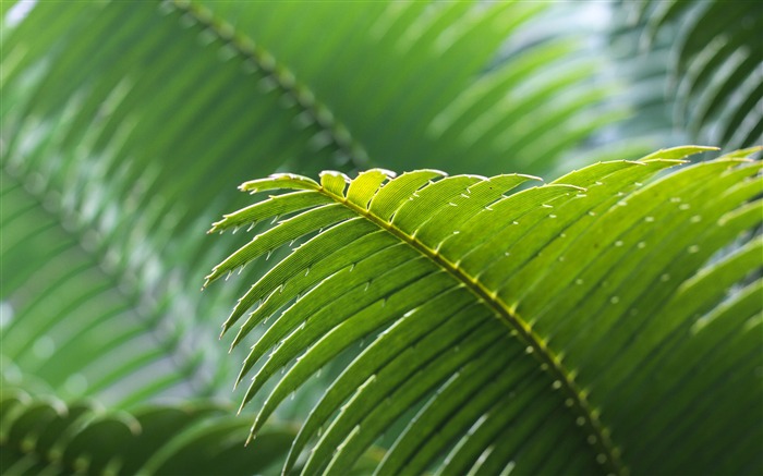 Green palm leaves sunshine closeup Views:7672 Date:2018/1/17 4:04:33