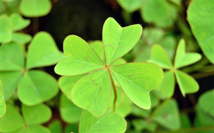 Green plants shamrock macro closeup Views:8182 Date:2018/1/17 3:51:50