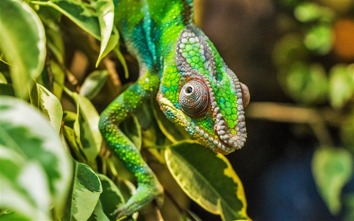 Jungle Tree branches Chameleon Macro 4K Photo Views:8816 Date:2018/1/4 6:29:49