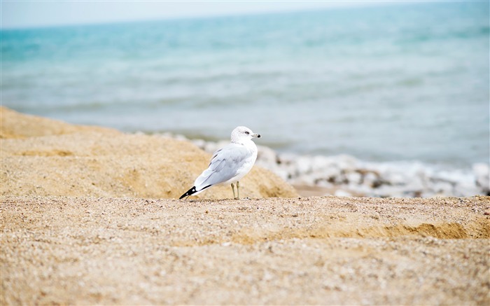 Ocean beach sand white bird 4K Views:12273 Date:2018/1/8 2:20:54