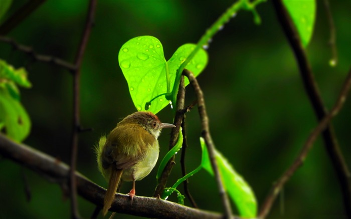 Rainy, branche d'arbre, birdie, photographie Vues:5609