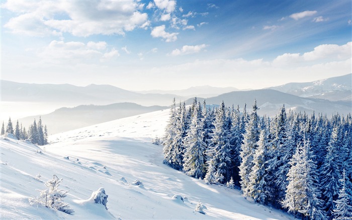 雪，冬天，雪松，美麗，自然，景觀 查看次數:11157