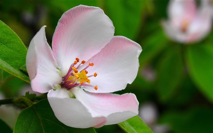 春天，開花，花，花瓣，特寫鏡頭 查看次數:7834