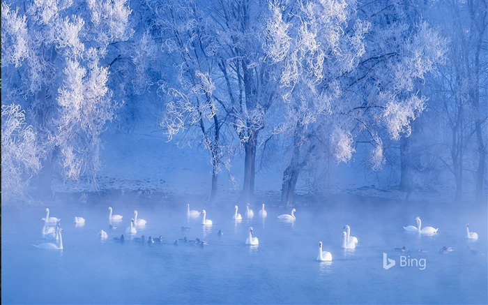 Cisnes no lago, Yili, Xinjiang, China, Bing, 2018 Visualizações:8209