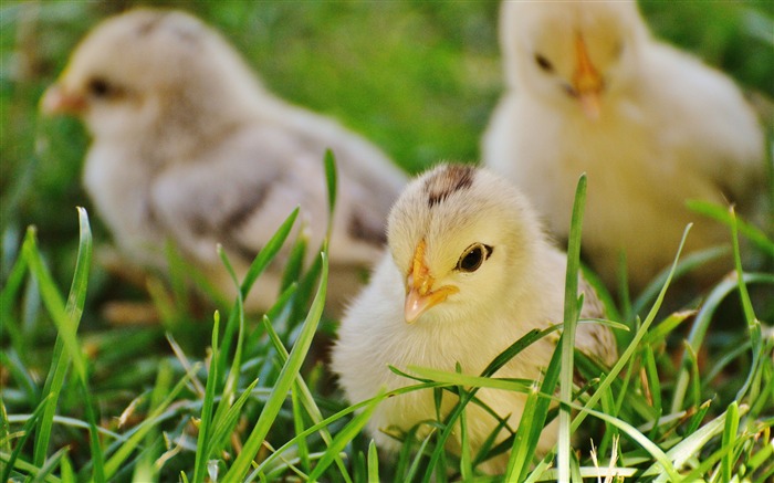 Three lovely chicks grass Animal 4K Photo Views:10231 Date:2018/1/4 6:27:03