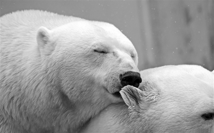 White polar bears lovely a family Animal 4K Photo Views:9528 Date:2018/1/4 6:16:18