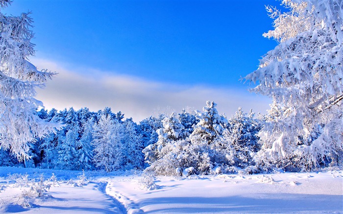 冬天，森林，樹木，雪，藍色的天空 查看次數:16277