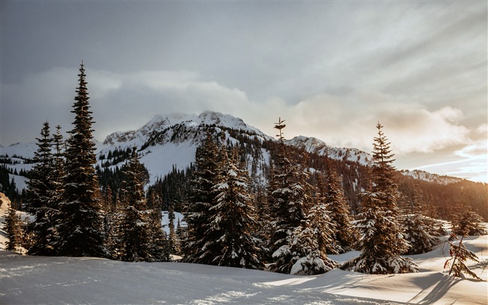 Hiver, jungle, cèdre, alpin, paysage Vues:8012