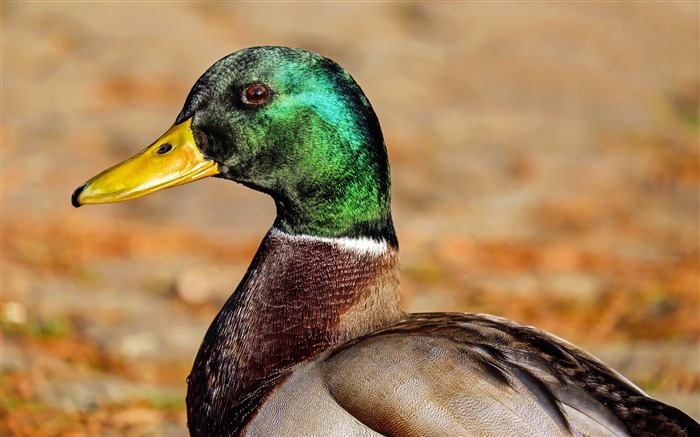 Inverno, natureza, fofo, vida selvagem, mallard Visualizações:7011