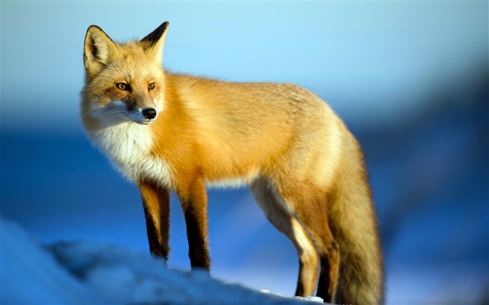 Animal wildlife cute red fox photo Views:19893 Date:2018/2/20 6:13:50